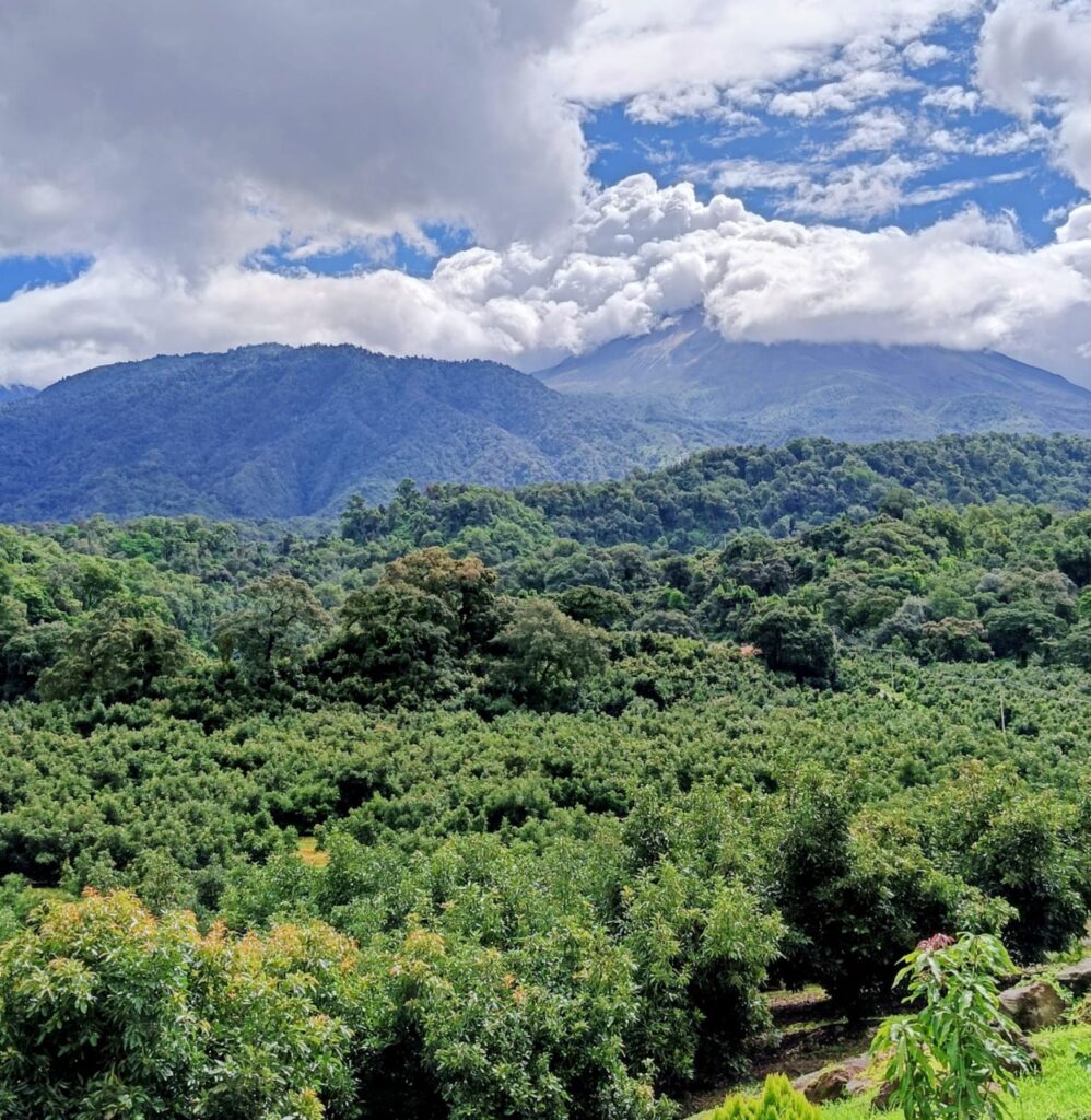 251104-BP-SUBSEDER-zona-aguacatera-1-998x1024 Zona aguacatera de Comala es declarada espacio libre de plagas: Subseder