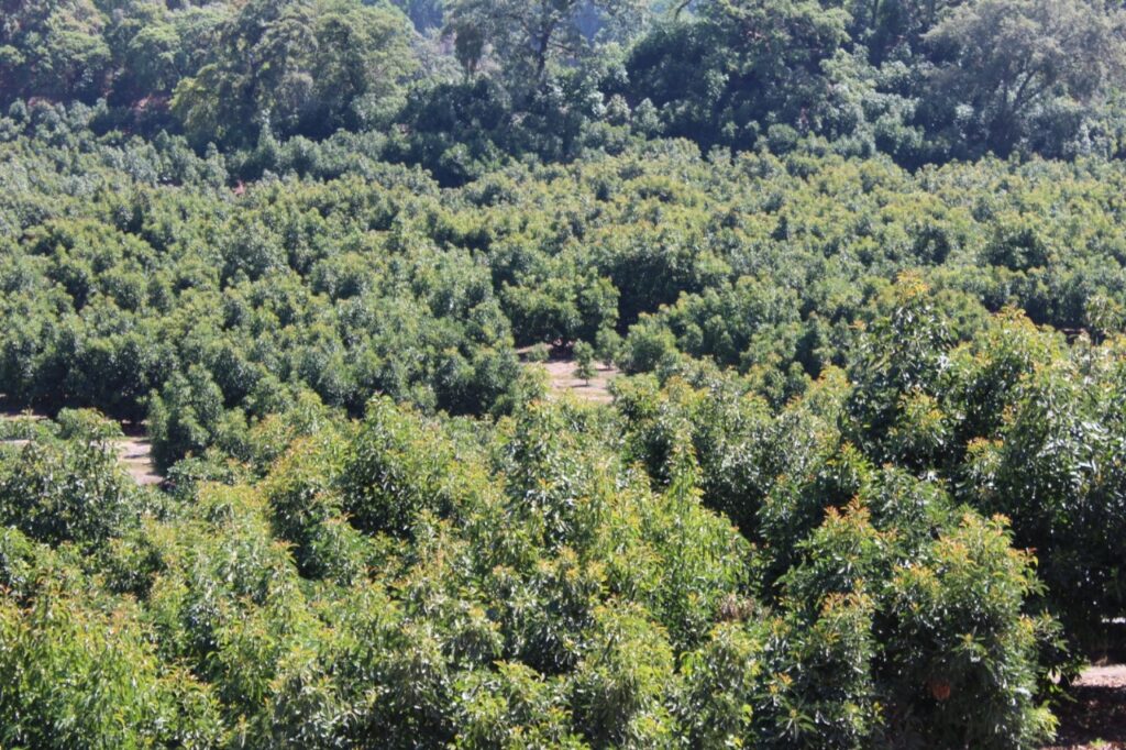 251104-BP-SUBSEDER-zona-aguacatera-2-1-1-1024x682 Zona aguacatera de Comala es declarada espacio libre de plagas: Subseder