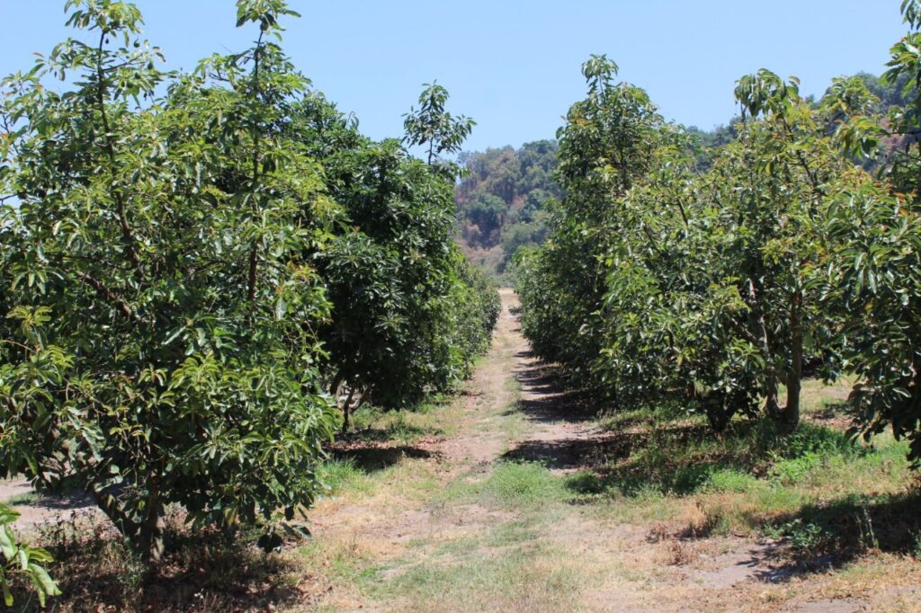 251104-BP-SUBSEDER-zona-aguacatera-3-1-1024x682 Zona aguacatera de Comala es declarada espacio libre de plagas: Subseder
